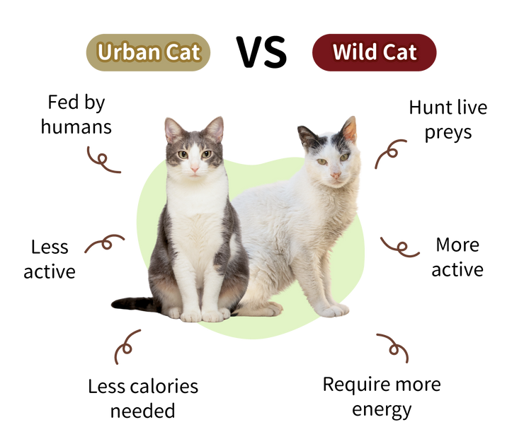 Wild Instinct, Urban Life: What's on Your Cat's Plate?