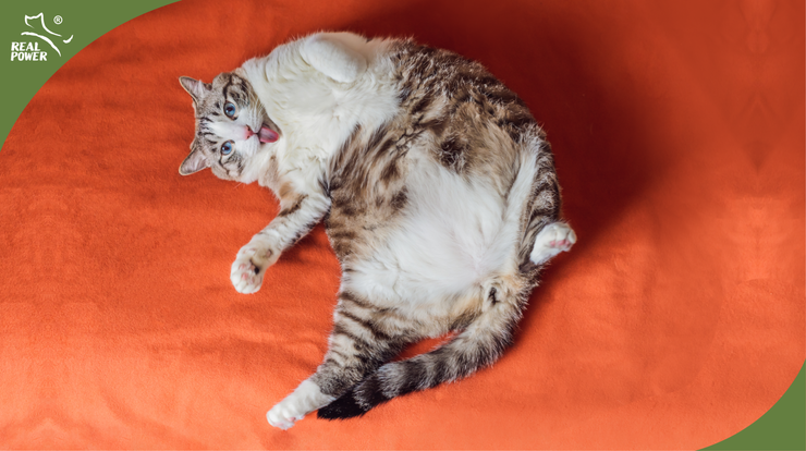 Keep the pet FIT, not FAT!