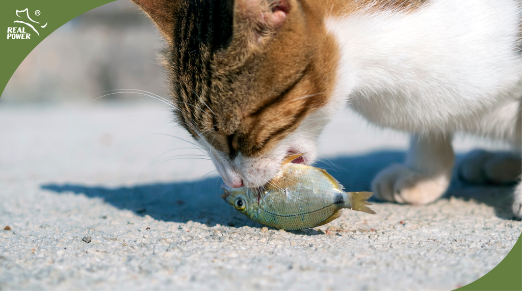 From Fins to Fur: The Real Benefits of Fish in Your Cat’s Diet