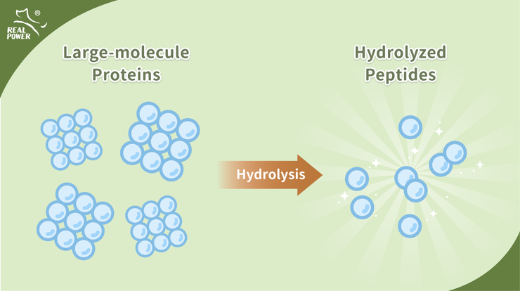 Hydrolyzed Protein: A Smarter Way to Care for Sensitive Pets