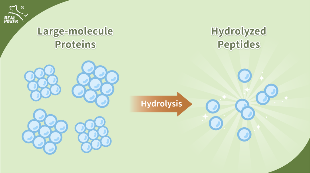 Hydrolyzed Protein: A Smarter Way to Care for Sensitive Pets