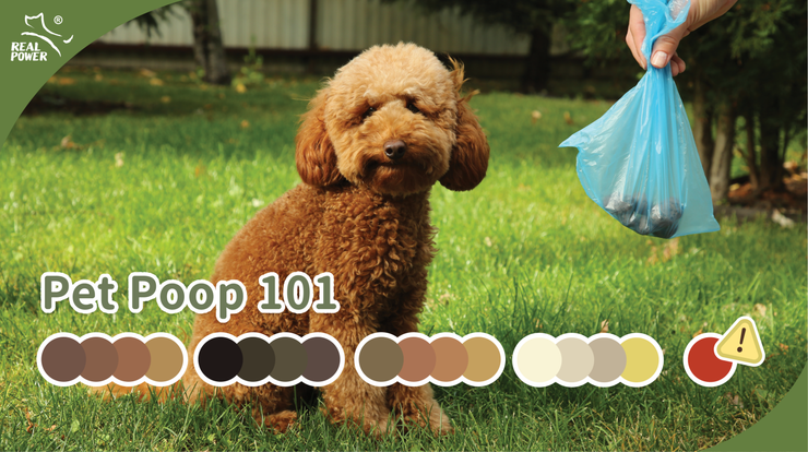 Pet Poop 101: Is Everything Normal?
