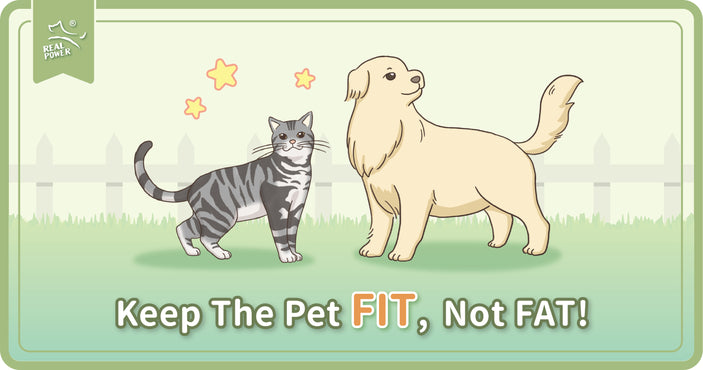 Pastikan Si Manja FIT, Bukan FAT!