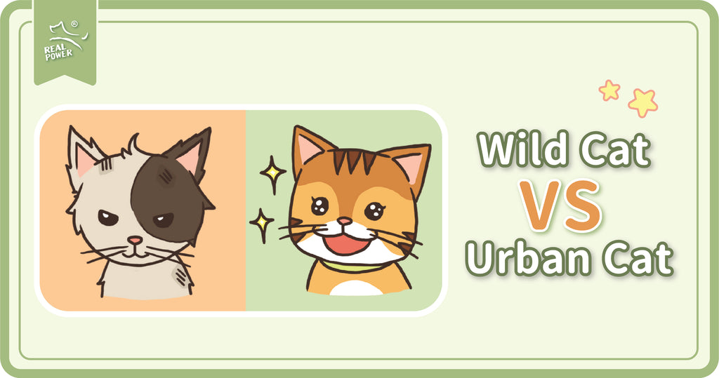 Kucing liar vs Kucing rumah: Gaya hidup yang berbeza!
