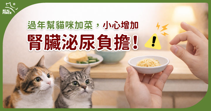 Can Cats Share the Festive Feast? Why Salty, Oily Holiday Food Burdens Kidneys and the Urinary Tract