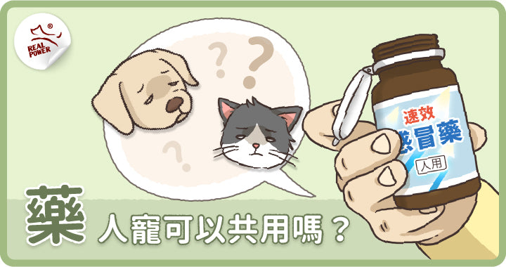 Can Pets Share Our Everyday Medicines?