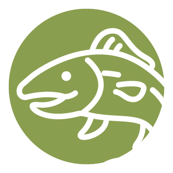 Wild-caught <br>Nordic Salmon