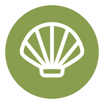 Premium <br>Fresh Scallop