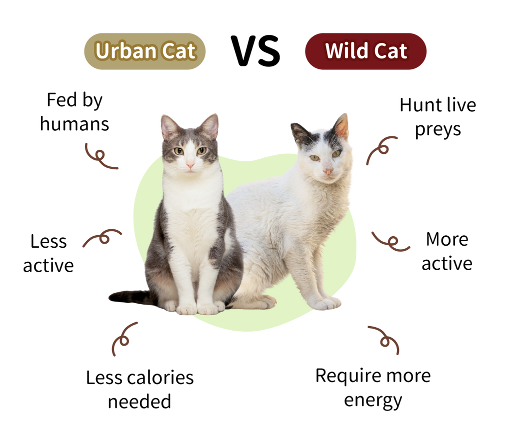 Wild Instinct, Urban Life: What's on Your Cat's Plate?