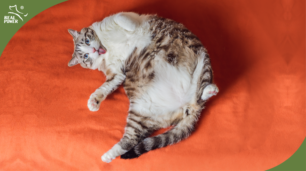 Keep the pet FIT, not FAT!