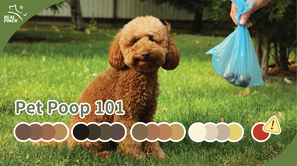 Pet Poop 101: Is Everything Normal?