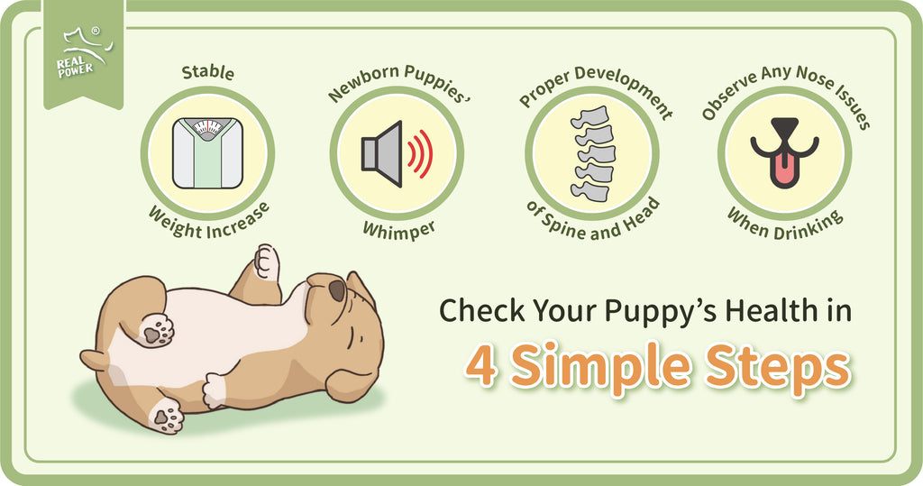 4 bước đơn giản để kiểm tra sức khỏe của chó con
