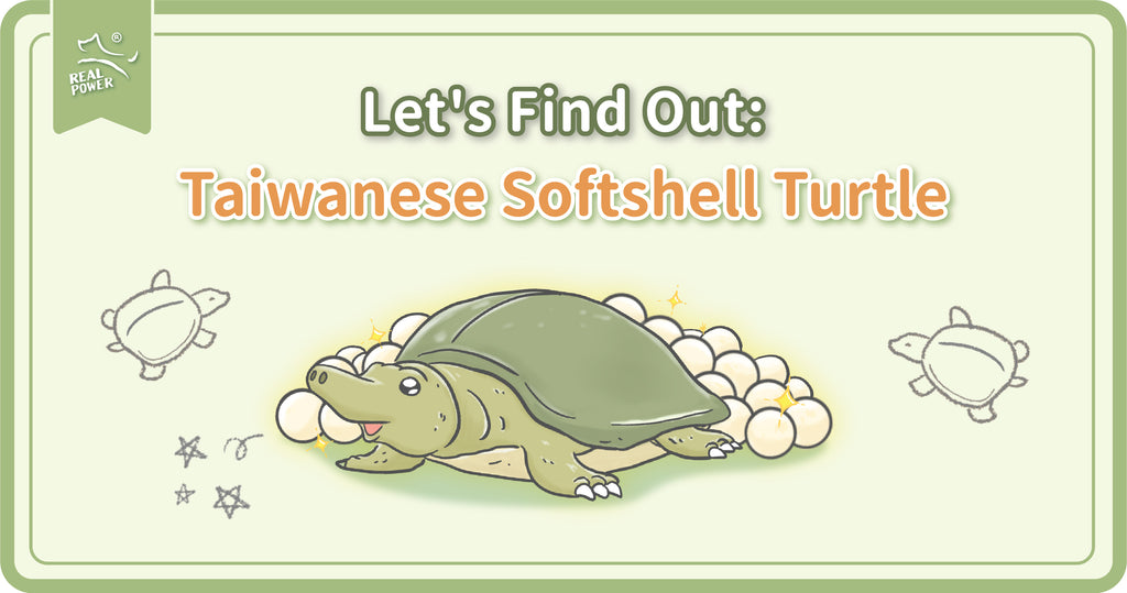 Adakah anda tahu apa itu Penyu Softshell Taiwan?