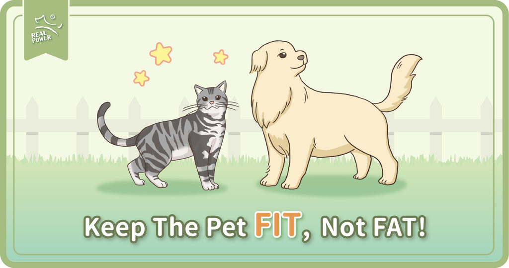 Giữ cho thú cưng có một hình thể phù hợp, nói không với béo phì!