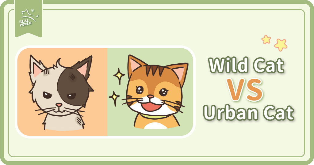 Wild Cat vs. Urban Cat: Significantly different lifestyles!