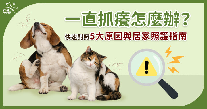 Why Won't My Pet Stop Scratching? 5 Common Causes and a Home-Care Guide
