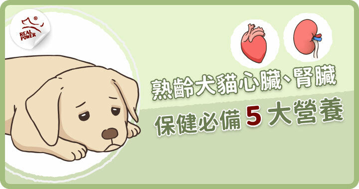 Vet's Note: Five Essential Nutrients for Senior Heart and Kidney Care