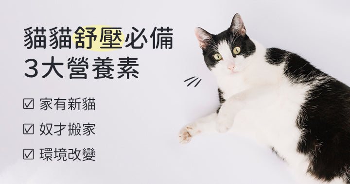 3 Essential Nutrients That Help Cats De-stress