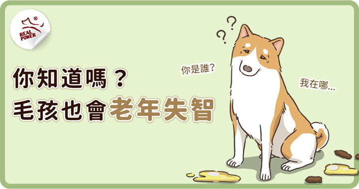 Vet's Note: Pets Can Get Dementia Too