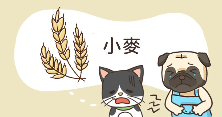 Nutritionist's Note: Why We Don't Use Wheat