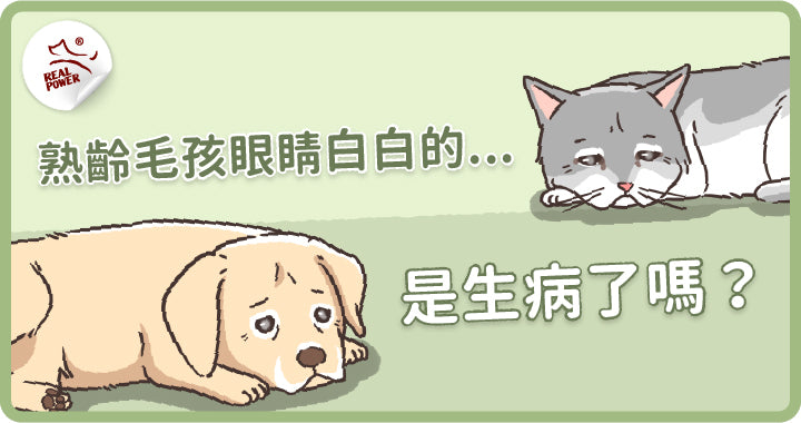 Vet's Note: Cataract or Nuclear Sclerosis? Sight and Hearing Changes in Senior Pets