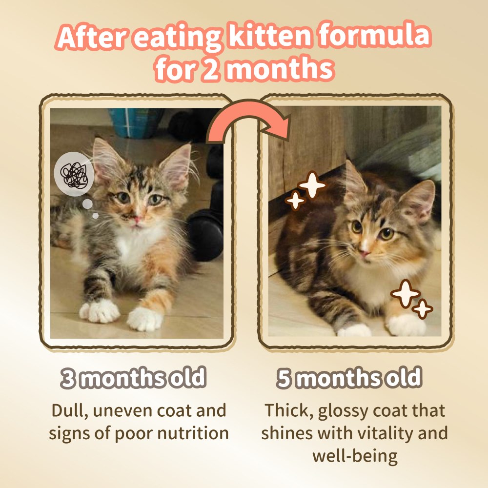 Cat Food No.1 KITTEN Formula