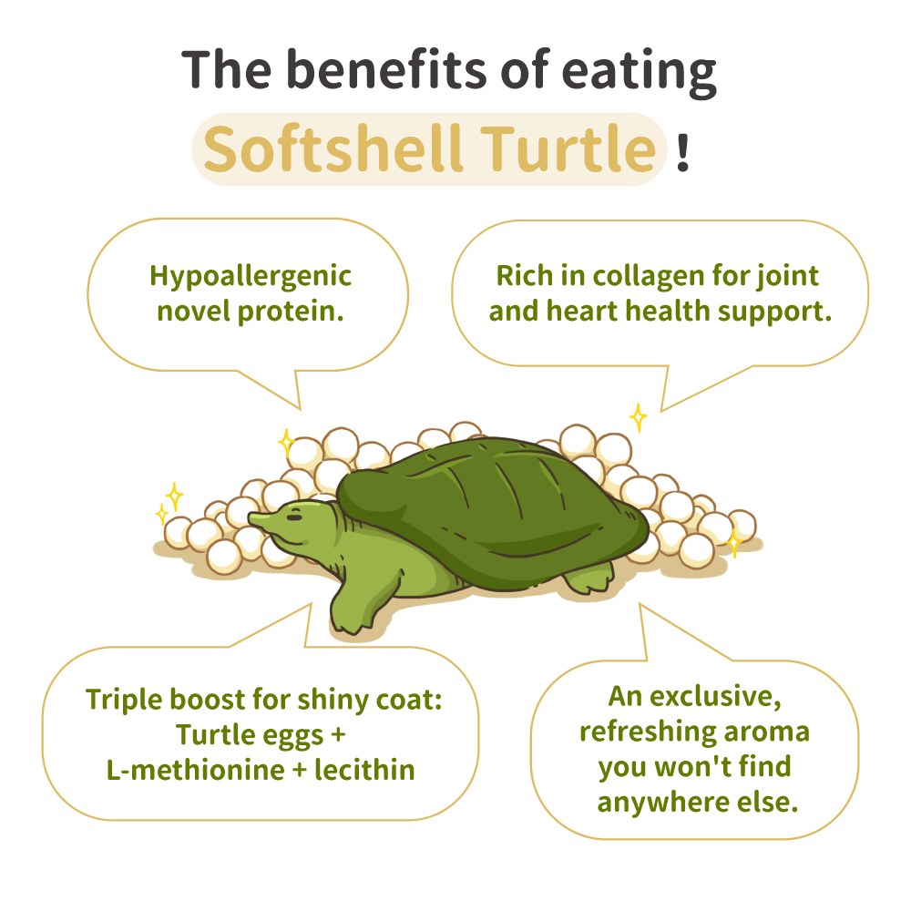 Cat Food No.5 LAKE Turtle